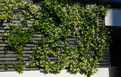 Sichtschutz mit Hecke kombinieren - Zaun mit Jasminranken