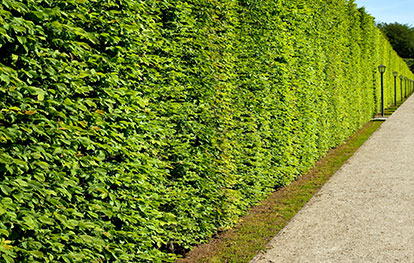 Zaun oder Hecke - Hecke an einer Straße