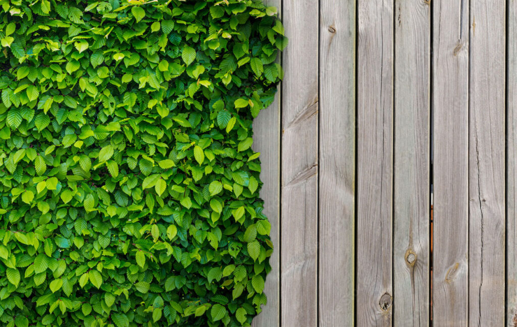 Zaun oder Hecke - Hecke neben Holzzaun